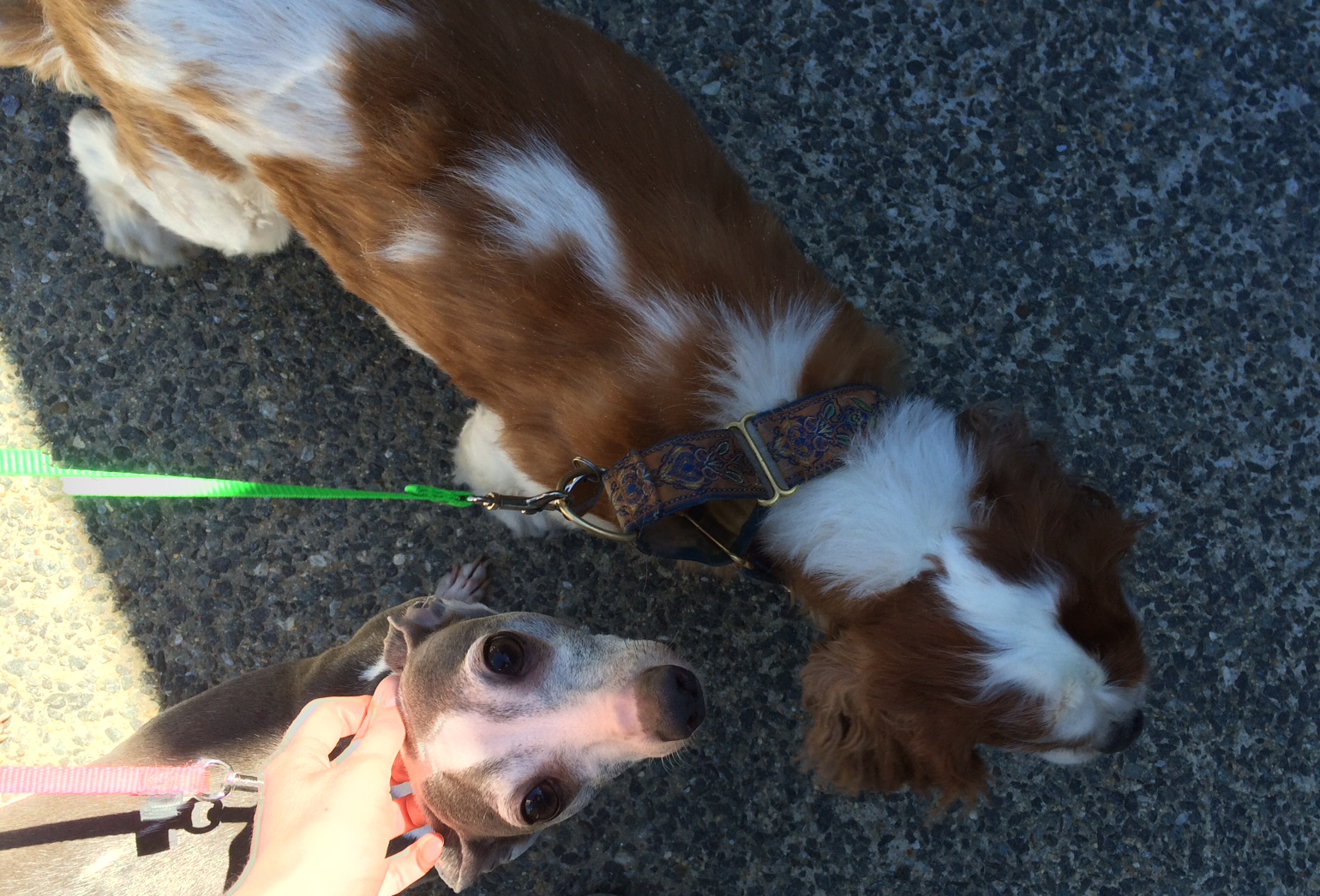 Adorable lap dogs visit Solidscape HQ