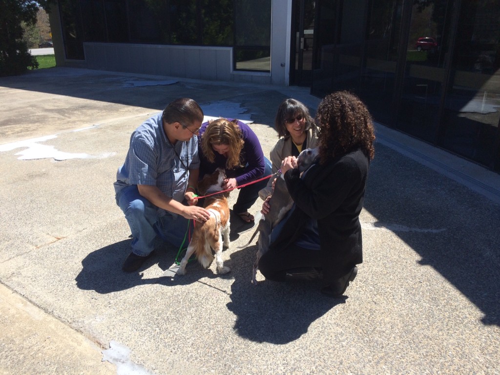 These adorable dogs have a great time with Solidscape employees