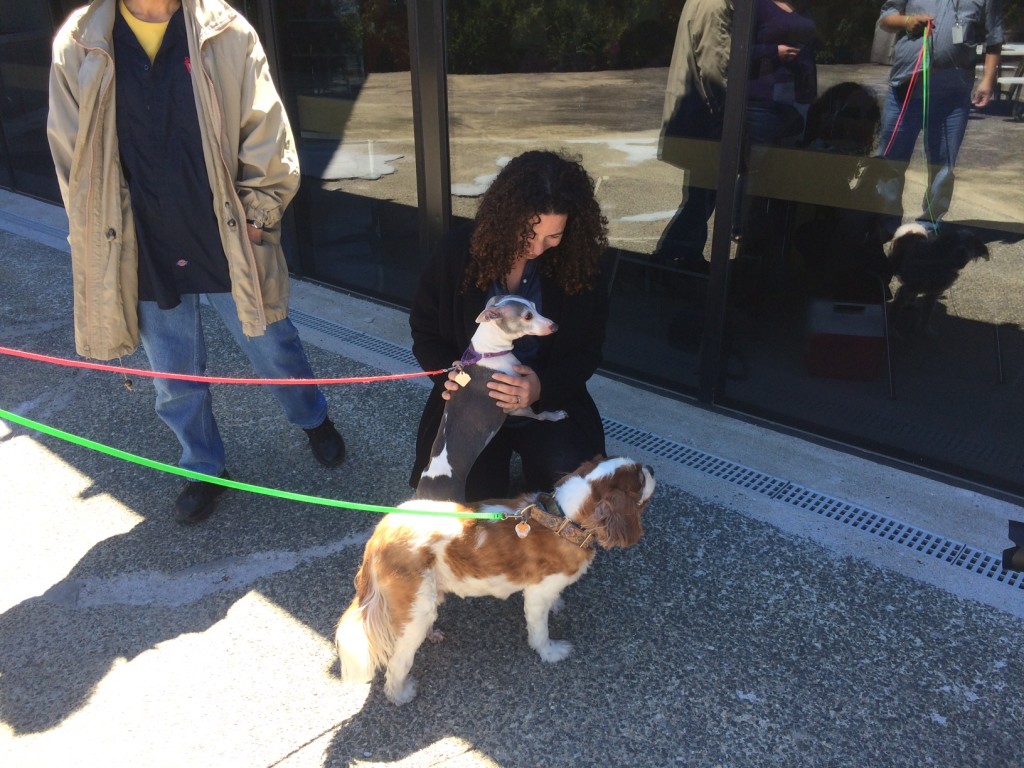 Solidscape employees learn why these adorable dogs make great lap dog companions