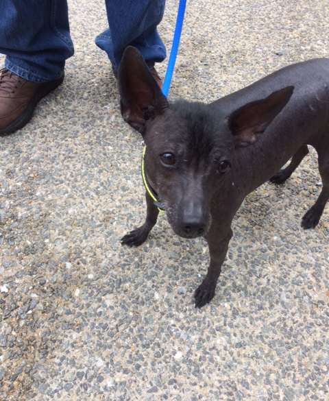 Ayati is a Xoloitzcuintle, or Mexican Hairless