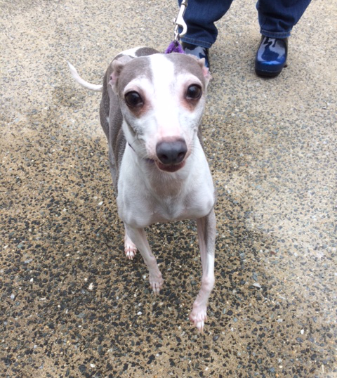 Meet Cammie, an adorable and excitable Italian Greyhound